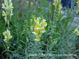 園藝達人栽培術 楚楚動人 姬金魚草 園藝部落格 igarden 花寶愛花園園藝文摘plus flower games green flowers plants