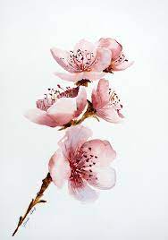 Blossoms Cherry Blossom Watercolor Cherry Blossom Art Cherry Blossom Painting