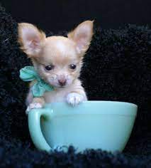 Tea Cup Chihuahua Puppies Cute Dogs Chihuahua