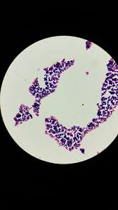 Micrococcus Luteus In A Veterinary Clinical Setting