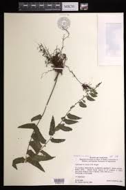 Image result for Asplenium diplazisorum