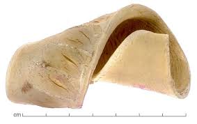 Image result for Isoberlinia tomentosa