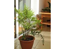 Maybe you would like to learn more about one of these? Indoor Pomegranate Punica Granatum Nana Pomegranate Care Cultivation
