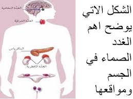 جهاز الغدد الصماء