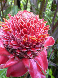 Pin On Petals Wonders