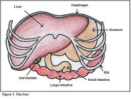 The liver has structural characteristics that are not found in any other internal organ of the human body. The Liver Anatomy And Physiology Of The Liver Zo Werkt Het Lichaam