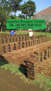 Anda butuh rumput gajah mini untuk taman rumah kesayangan anda, anda ingin tau berapa harga rumput ditingkat petaninya, untuk kisaran harga di tingkat petani adalah 15000 sampai 20000, untuk anda yang mencari tukang rumput dan jasa penanamannya dapat menghubungi kami dan untuk. Supplier Rumput Gajah Mini Tlp 0857 3259 0133 Medium