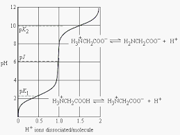 The Amino Acids