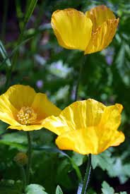 Welsh Poppies Planting Poppies Poppies Poppy Garden