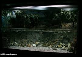Brackish Water Biotope Tank With Archerfish And Scats Fish Tank Custom Aquarium Aquascaping Plants