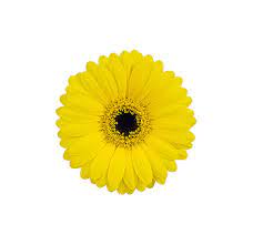 Some popular varieties under … Yellow Gerbera Daisy Mini Gerbera Wedding Flowers Bulk Flowers