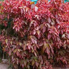 Image result for Acalypha paucifolia