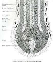 World Hair Research Inflammation Hair Science Hair Folicle Hair Follicle