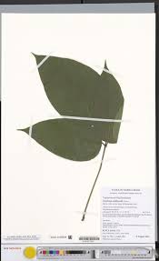 Image result for Pilea sublucens