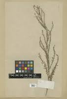 Image result for Phyllanthus virgulatus