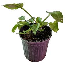 Image result for Drimiopsis barteri