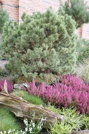 Heidegarten Tipps Zur Gestaltung Und Pflege Heidegarten Garten Pflanzen Garten