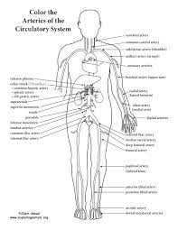 Human circulatory system coloring page. Pin On Anatomy Physiology