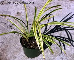 Image result for Pandanus sp. B