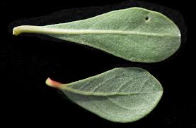 Image result for Terminalia randii