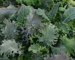 Simply cover the kale seeds with 1/2 inch (1 cm.) of soil and keep moist to germinate. How To Grow Your Own Kale Diy