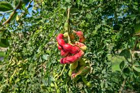 Image result for Pithecellobium dulce