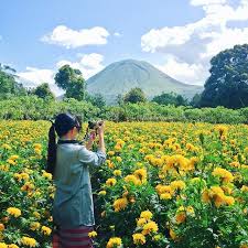Wisata alam lembang ini juga disebut dengan nama kebun begonia glory, dan bunga unggulan yang ada di taman ini adalah bunga khas kota bali, balinea. Kebun Bunga Di Prancis Bukan Ini Desa Rurukan Tomohon