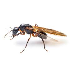 No one wants to share their home with ants. How To Get Rid Of Flying Ants In Your Home According To Pros