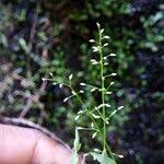 Image result for Coelachne