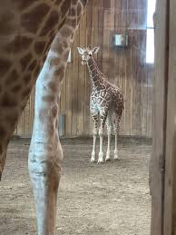 Detroit Zoo baby giraffe Okidi dies after severe injury