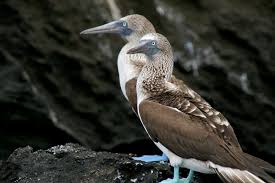 Bird With Blue Feet Galapagos Pin On Birds Boobies