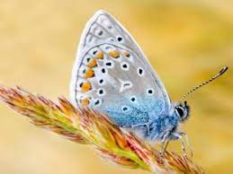 Las Mariposas Mas Hermosas Del Mundo Mariposas Insectos