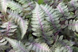 Image result for Athyrium newtonii