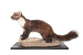 Image result for kuna lesní obrázky