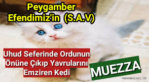 peygamber efendimiz in s a v kedisi muezza gundem karaman haber karaman postasi