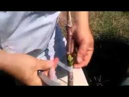 Kemikli Goz Asisi Nasil Yapilir Ceviz Gozler Youtube Bitki