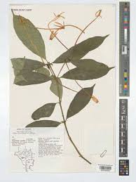 Image result for Oxyanthus goetzei