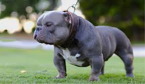 Get your pet hand delivered by us to you doorstep. The American Bully Pillar Page