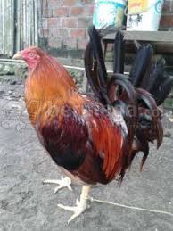 Tiga orang ditangkap serta tujuh ayam jago aduan, dua pisau taji, dan uang sebesar 550 peso filipina (sekitar rp 160.000). Ratusan Ayam Filipina Segel Diamankan Polisi Tribunnews Com Mobile