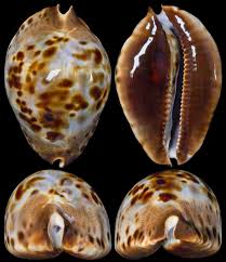 Image result for Chenolea