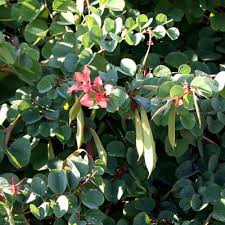 Image result for Bauhinia galpinii