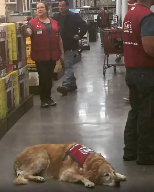 This veteran struggled to find work because he needed his service dog. This  store hired them both : r/BeAmazed