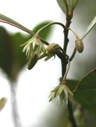 Image result for Mimusops afra