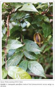 Image result for Oncinotis tenuiloba