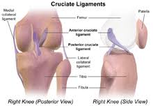 Cruciate ligaments (also cruciform ligaments) are pairs of ligaments arranged like a letter x. Cruciate Ligament Wikipedia