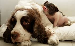 Wherever the pup goes, the pig goes. Dog And Pig Wallpapers And Images Wallpapers Pictures Photos