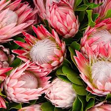 Pin On Proteas