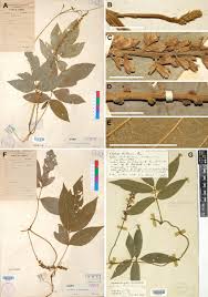 Image result for Millettia dura