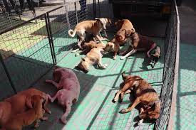 If you are looking to adopt a good puppy look no further browse our listings below. Embark Passion