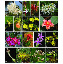 Image result for Secamone parvifolia